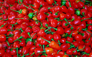 Exploring the Fiery Delight: Dalle Khursani
