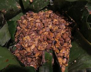 Kinema: The Traditional Fermented Soybean Delicacy of the Himalayas