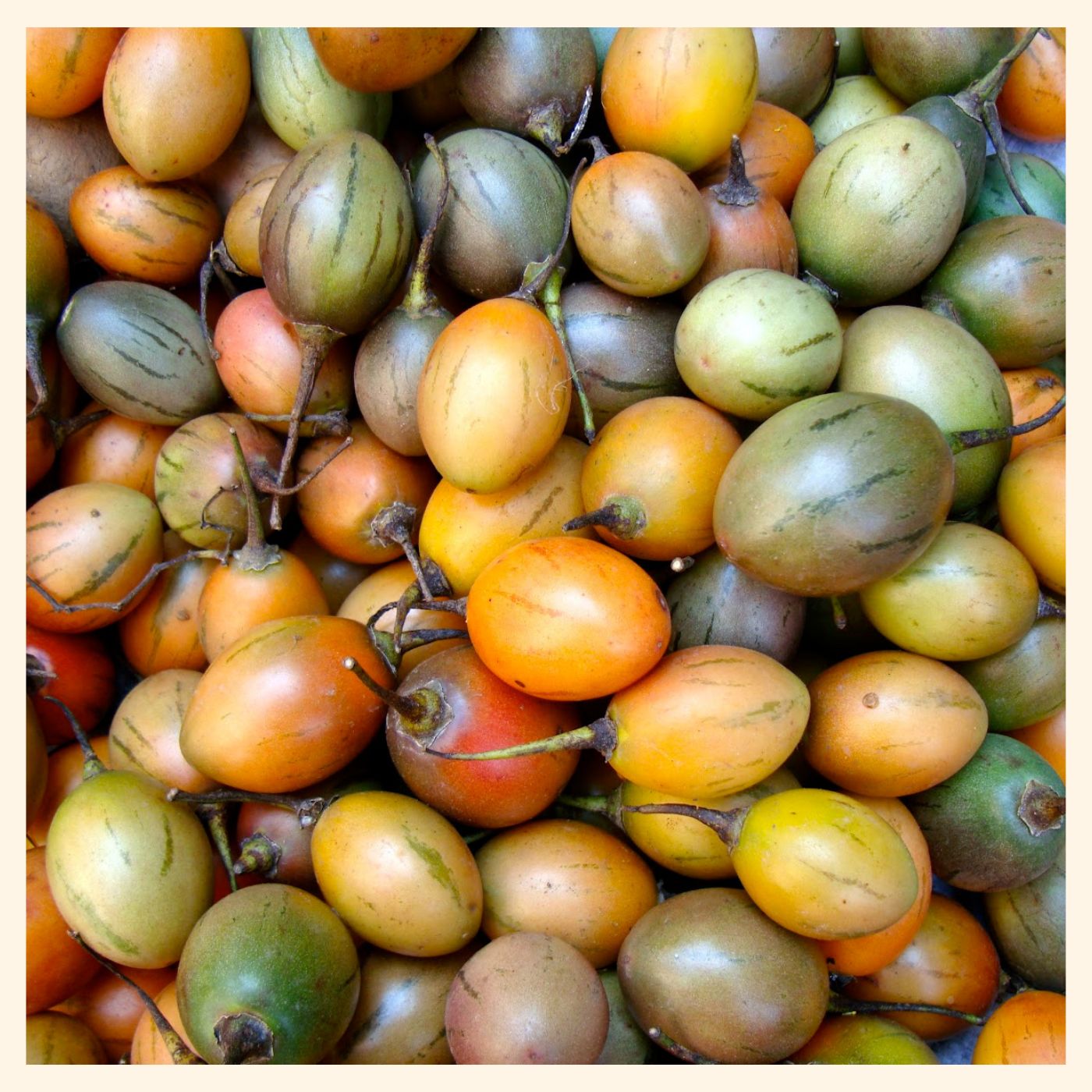 Organic Tamarillo(Ruk Tamatar) from Northeast India: A Superfruit Packed with Nutrients(250 g)