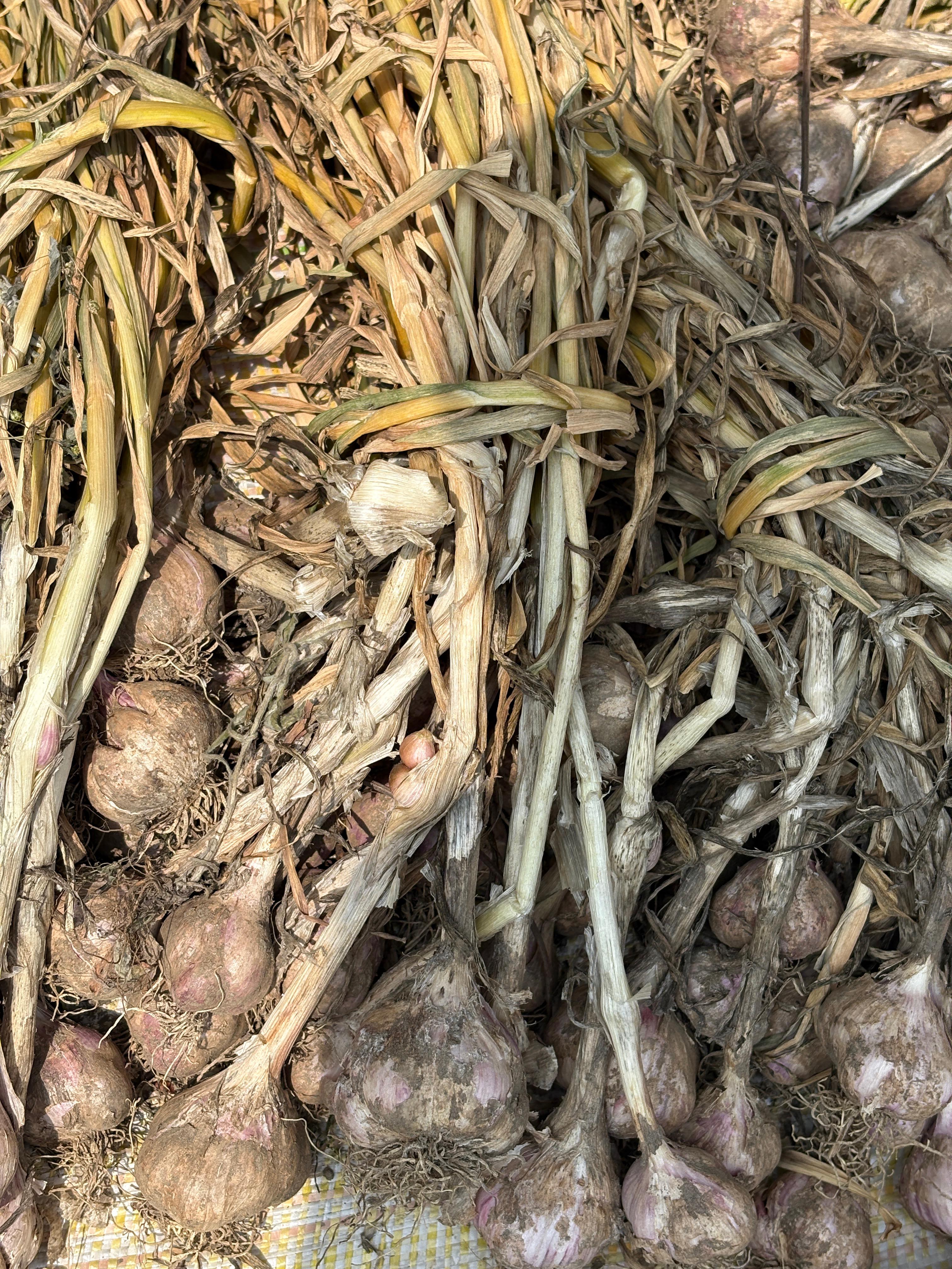 Organic Garlic – Hand-Tied Bunch (Fresh From Farm)