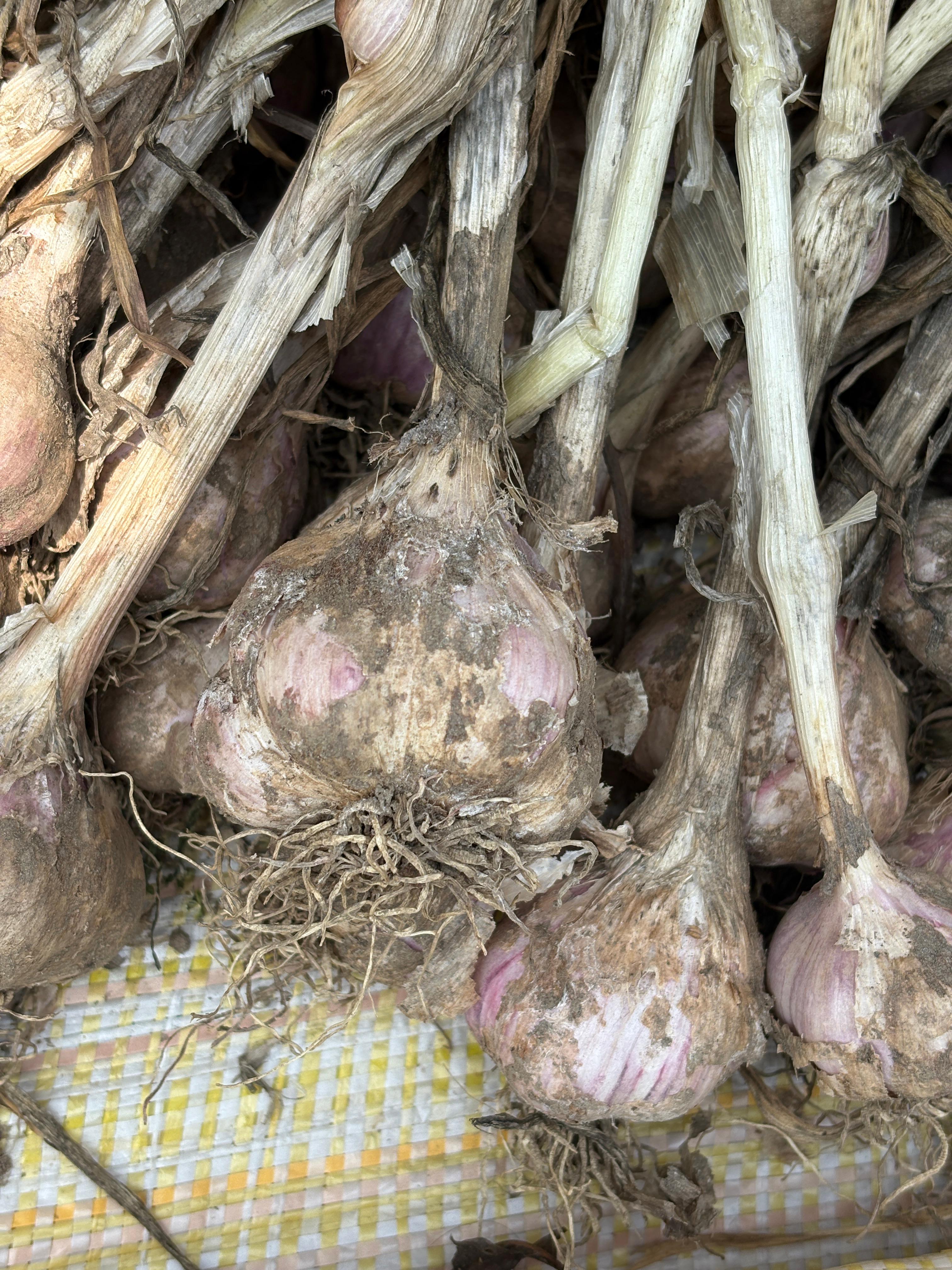 Organic Garlic – Hand-Tied Bunch (Fresh From Farm)