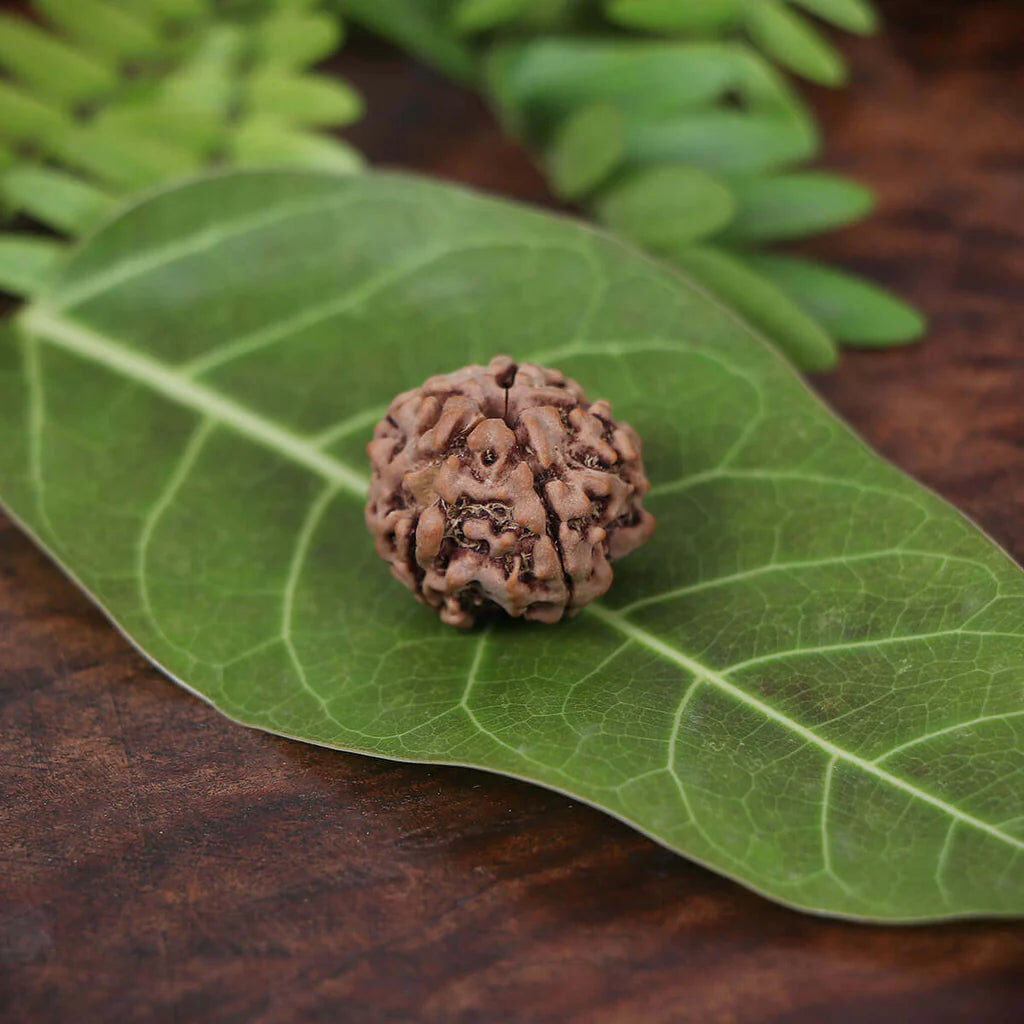 5 Mukhi Nepali Rudraksha - Authentic Spiritual Beads for Peace and Prosperity