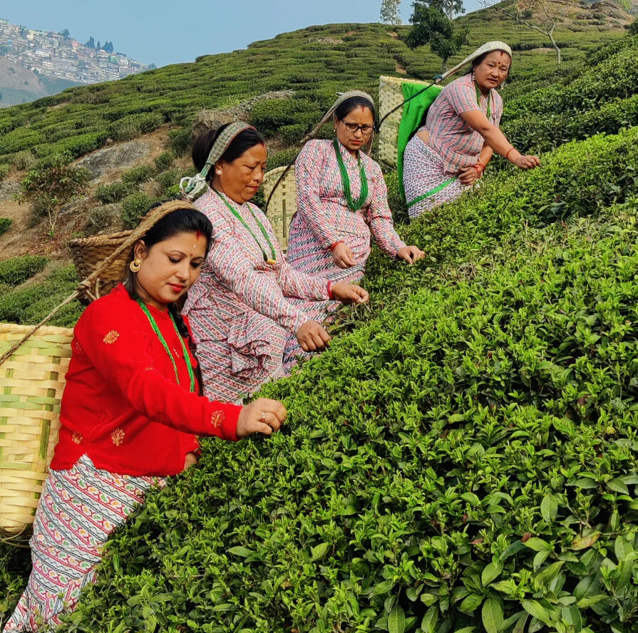 Dooars Tea – A Taste of Serenity